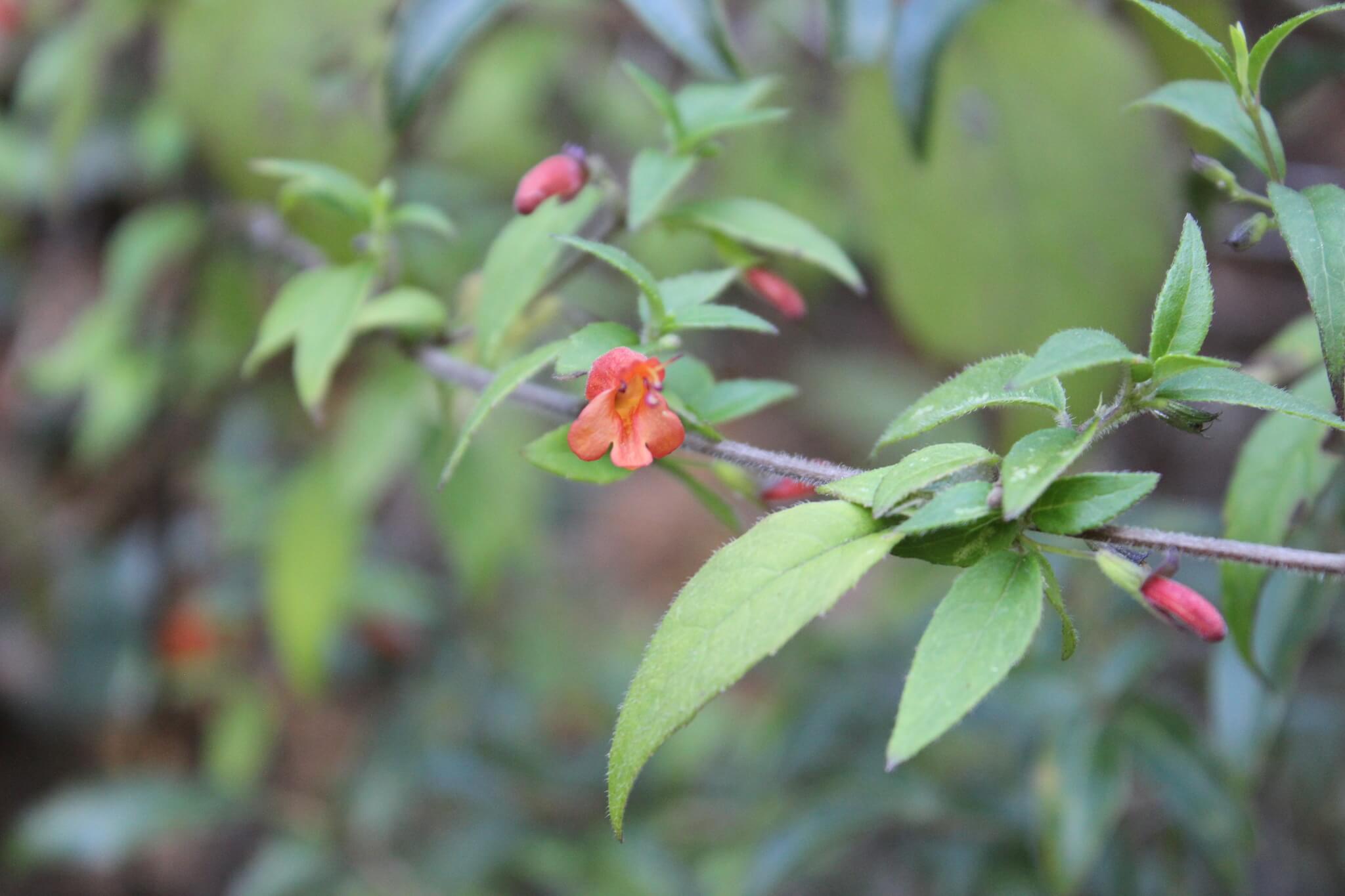 Clinopodium macrostemum
